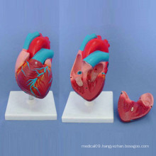 Medical Teaching Anatomic Human Heart Demonstration Model (R120103)